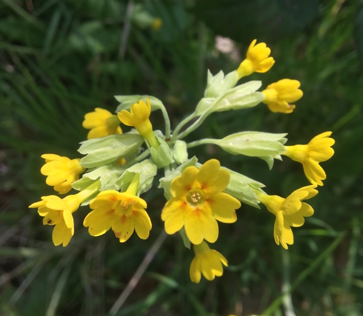 'Cowslips'