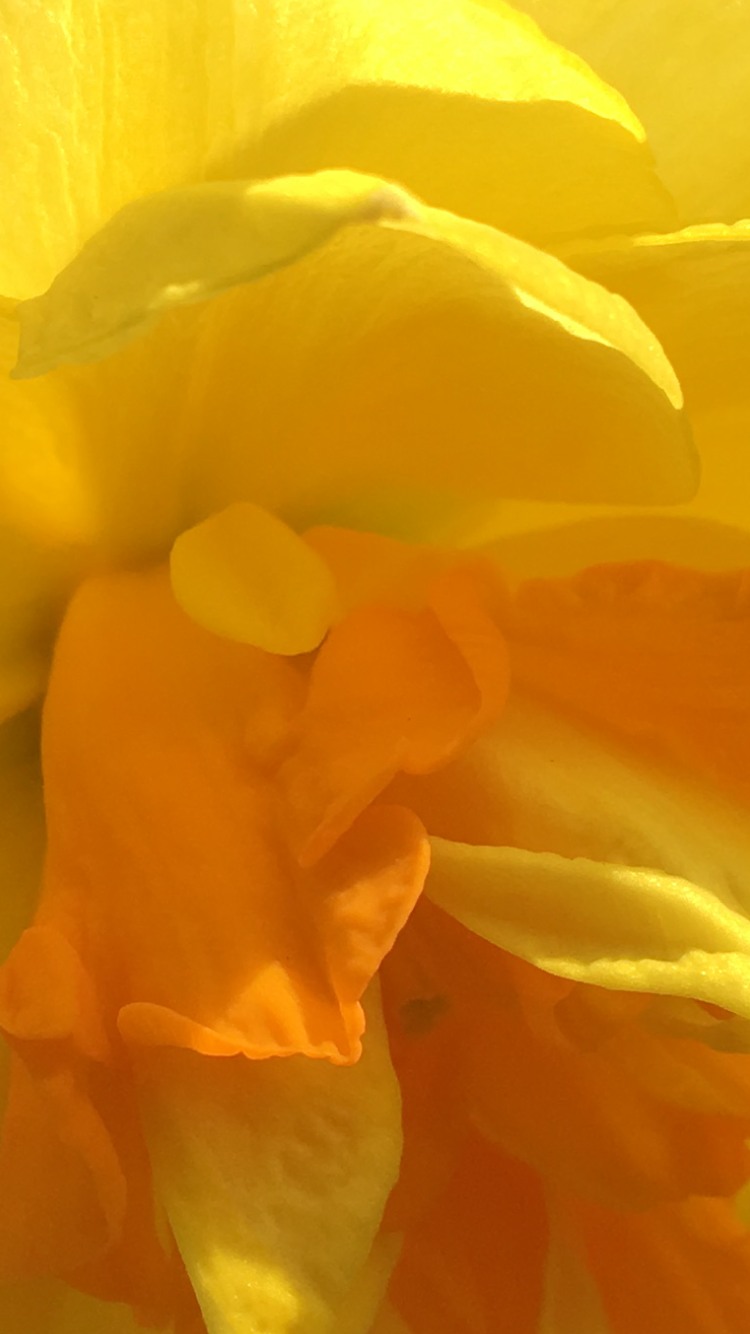 March daffodil